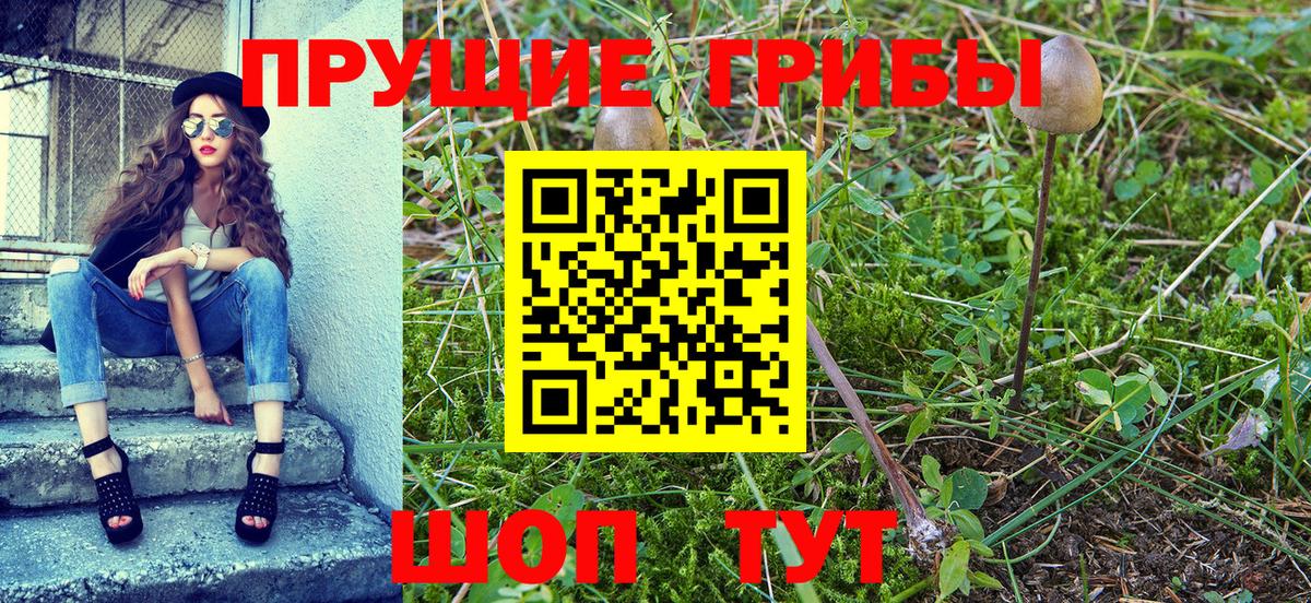 Псилоцибиновые грибы Psilocybe Керчь